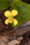 Roundleaf yellow violet